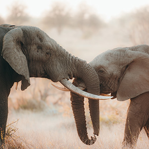Gentle Giants Of Kruger Park