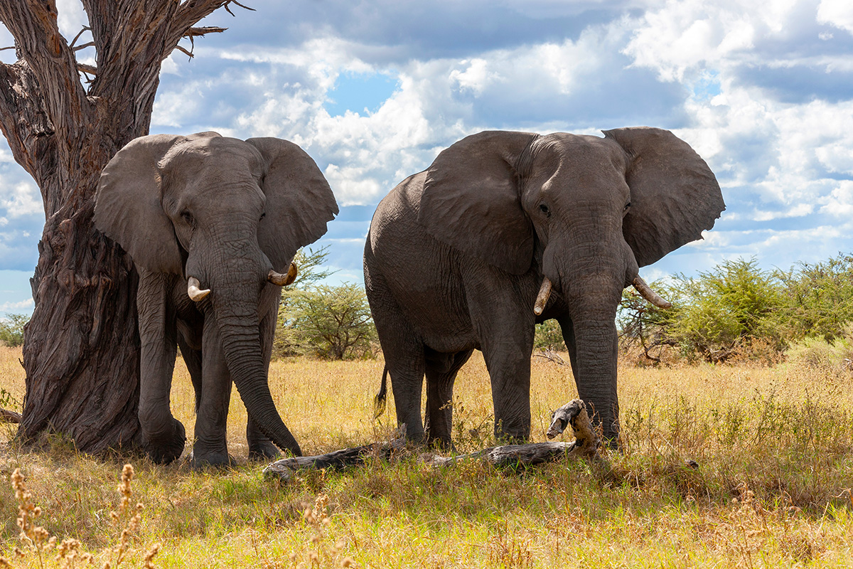 Elephants in the Kruger Park