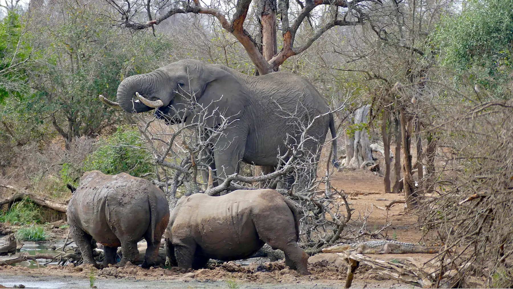 Hlane National Park has all of the Big 5
