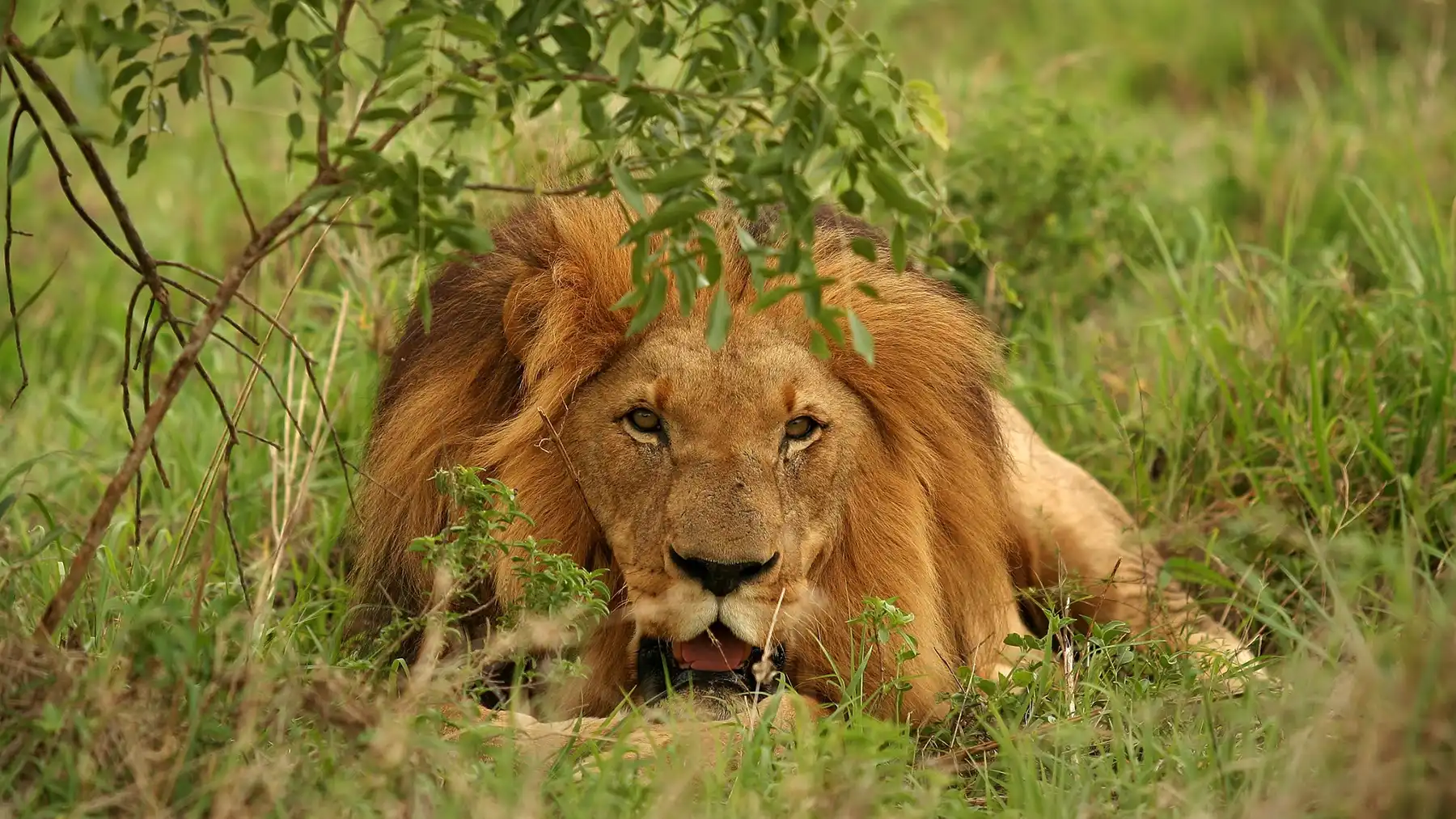 Lion in the grss