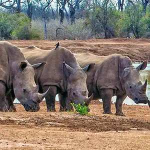 Hlane Royal National Park - Kruger Park Hostel blog article
