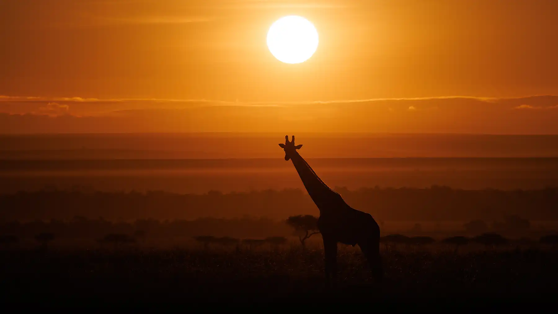 Giraffe silhouetted against a golden sunrise in the African bush near Kruger National Park