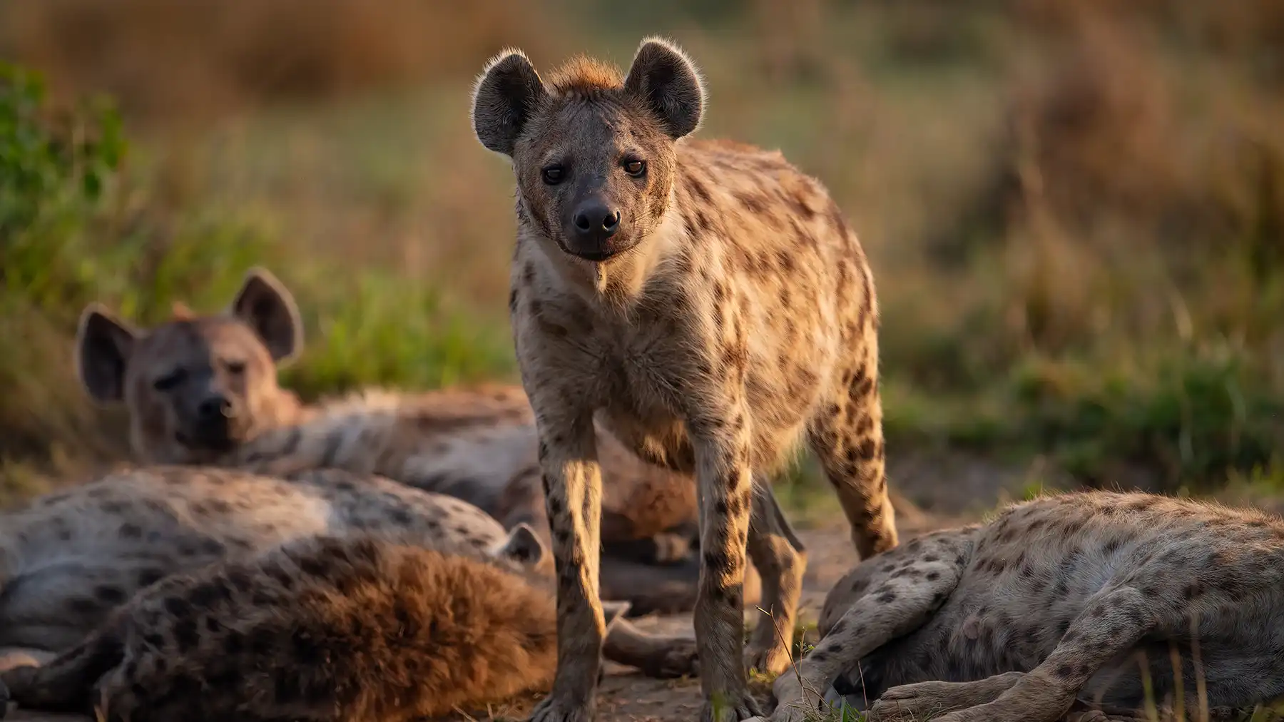 Pack of hyenas gathered in Kruger National Park, seen during a safari game drive