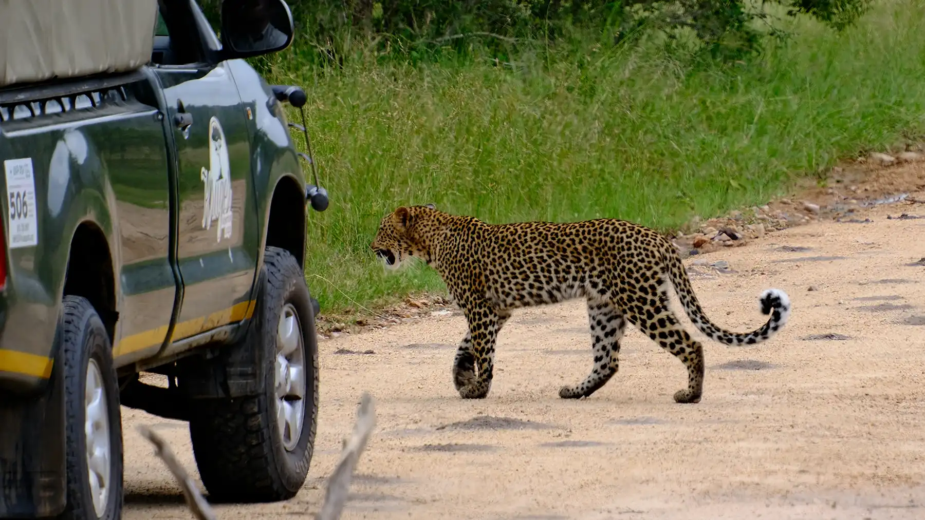 Leopard crossing the road in front of an open safari vehicle in Kruger National Park