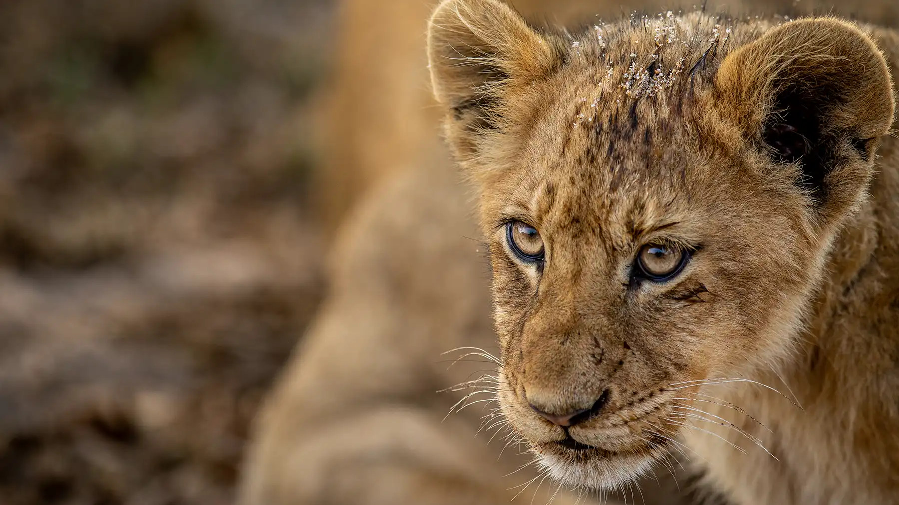 Close-up of a lion cub in Kruger National Park during a safari