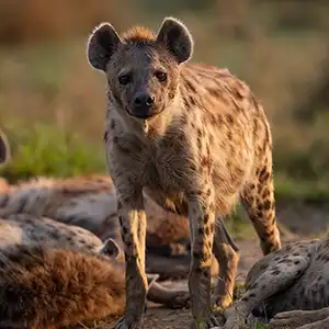 Is A Budget Safari Worth It - Kruger Park Hostel blog article