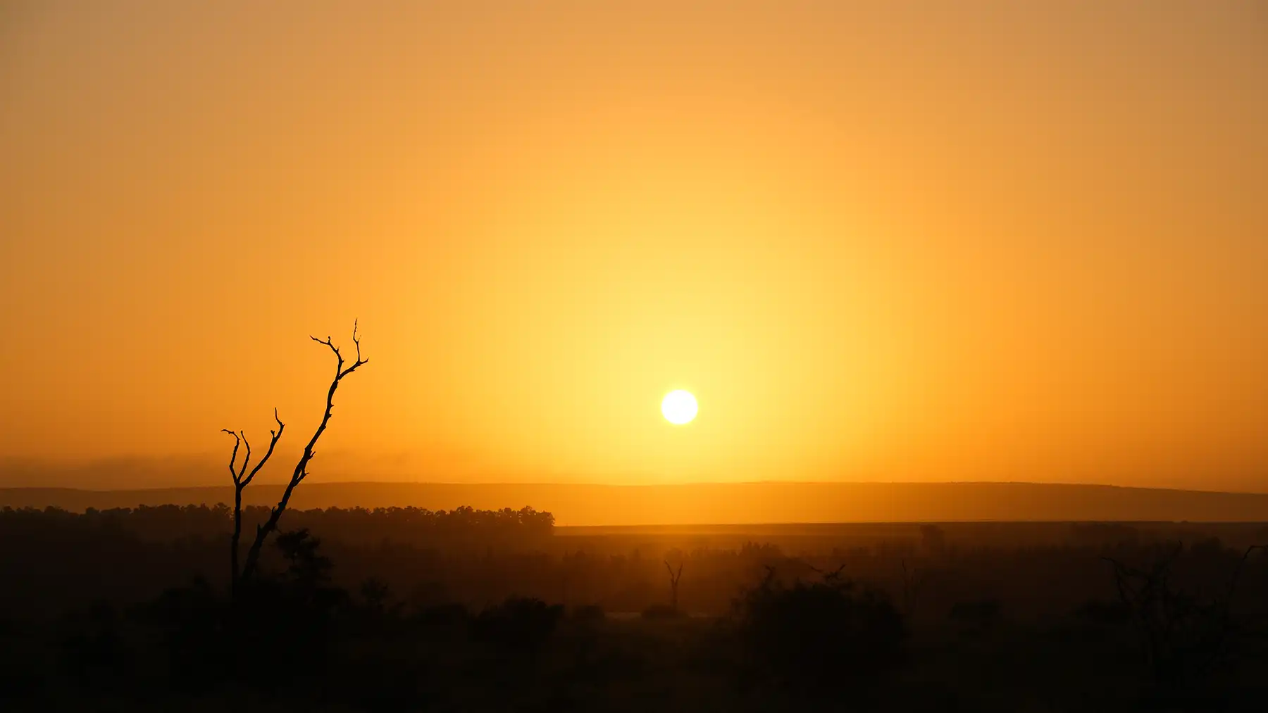 Golden sunset over Kruger National Park with silhouettes of trees and open African savannah