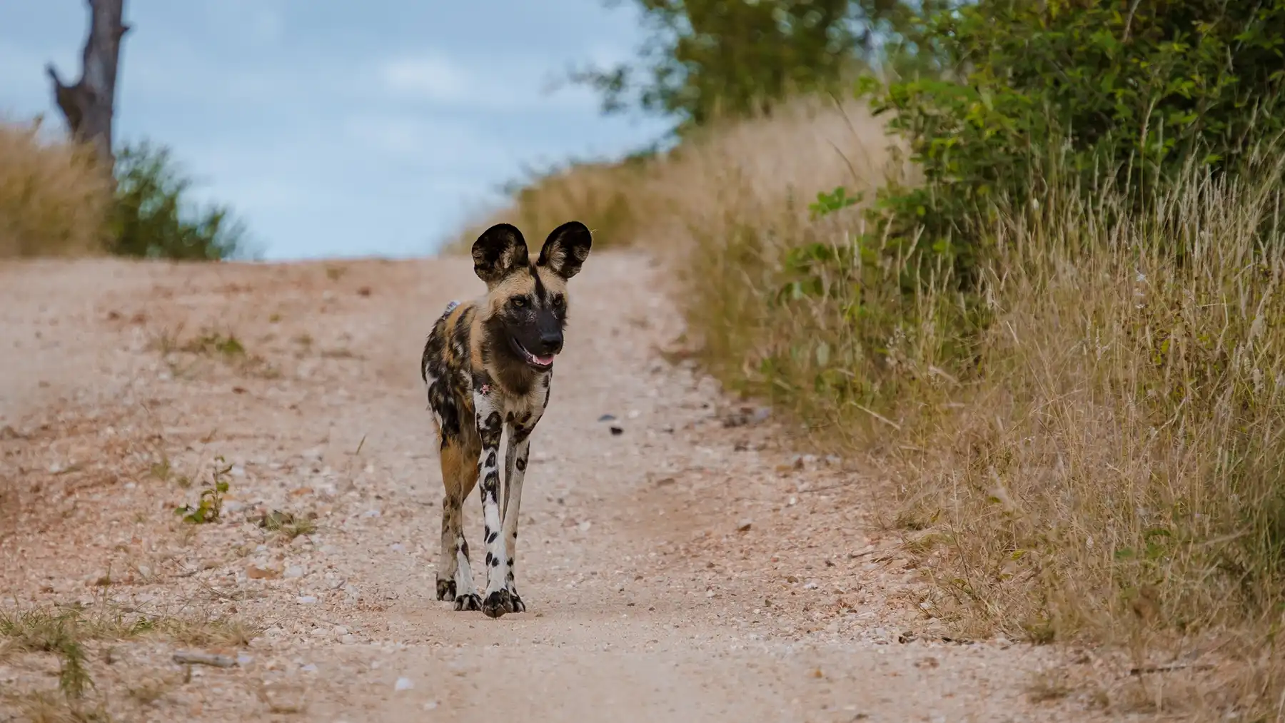 African wild dog walking down a road towards an open safari vehicle in Kruger National Park
