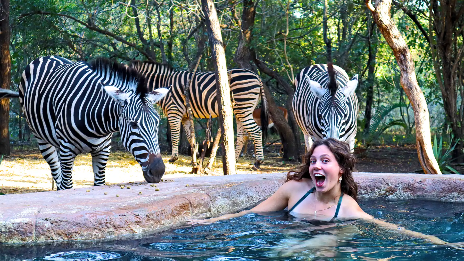 Guest relaxing in a swimming pool while zebra and impala stand behind her at a hostel near Kruger National Park