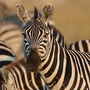 Is A SANParks Wild Card Worth It For International Visitors To Kruger National Park - Blogartikel Kruger Park Hostel