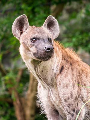 Hyena in the Kruger National Park