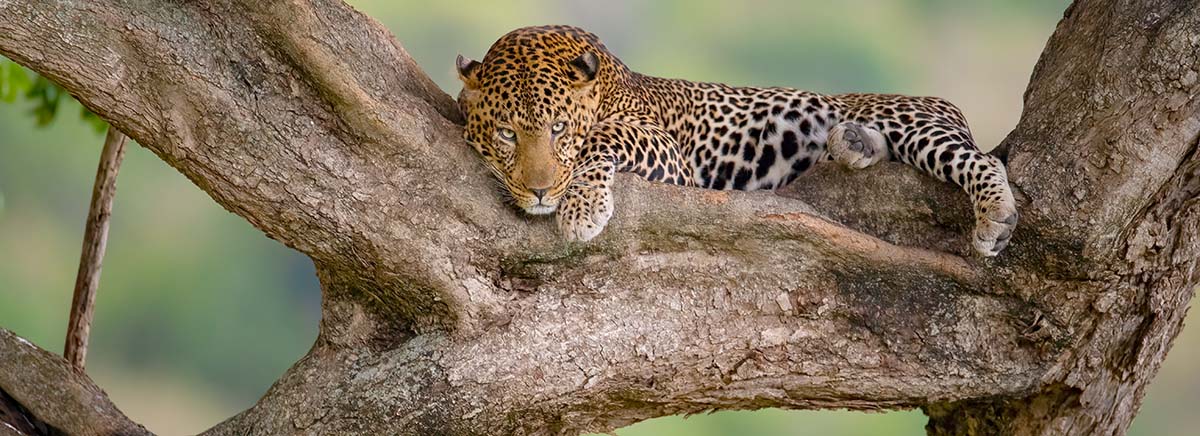 Leopard in a Tree In Kruger National Park