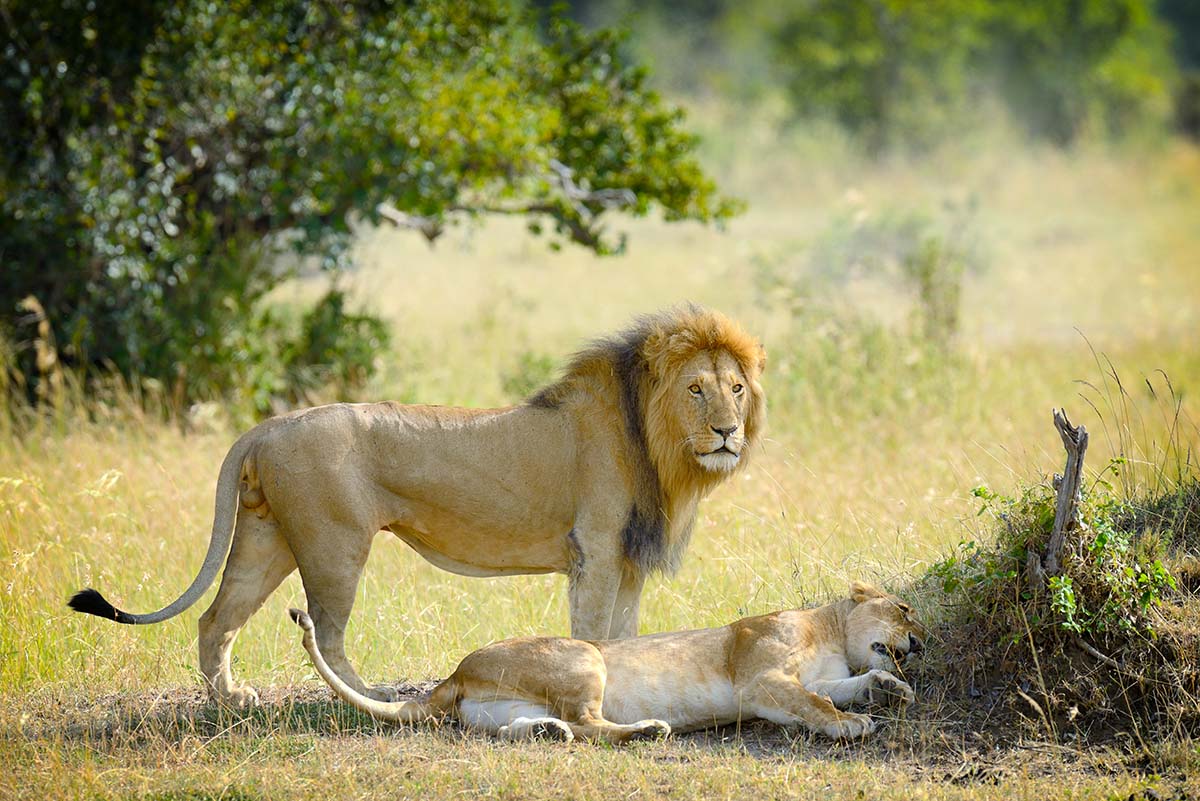 Lion and Lioness in the Kruger National Park