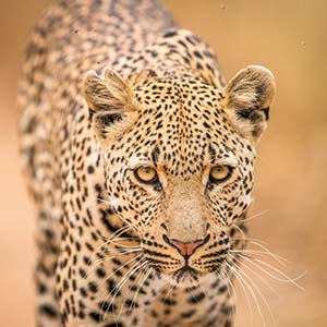 Kruger National Park A Wildlife Extravaganza