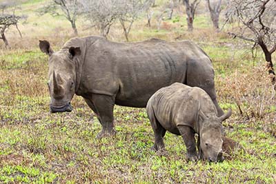 Rhinoceros with Baby in the Kruger National Park