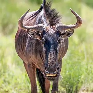 Marloth Park Where And Why - Blogartikel Kruger Park Hostel