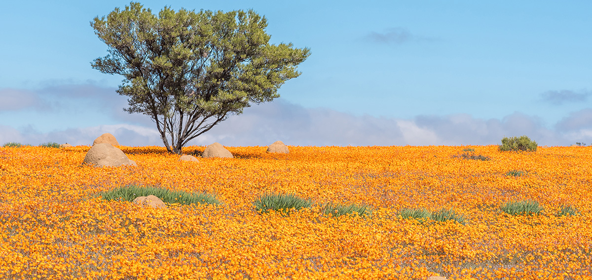 Namaqualand landscape