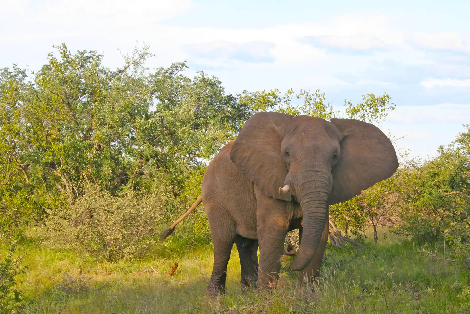 Large elephant standing on a road during an early morning safari in Kruger National Park near Marloth Park, South Africa