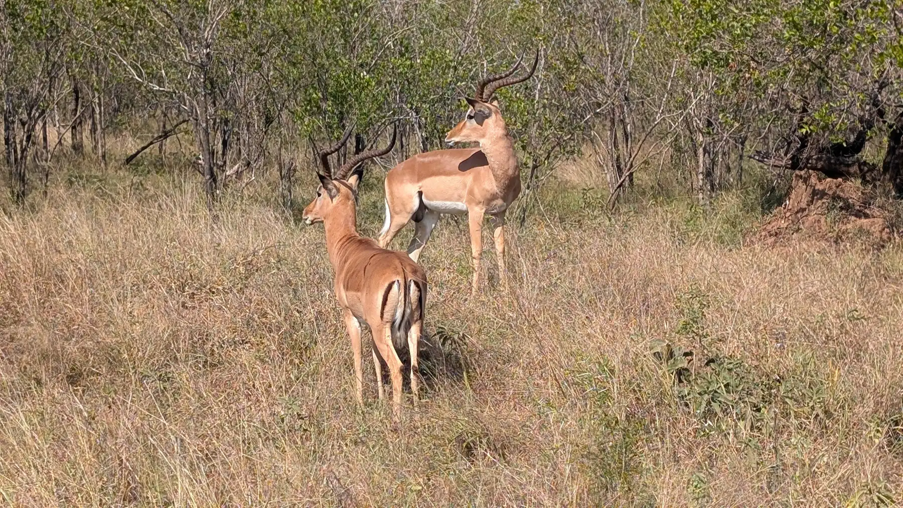 Two male impalas standing alert near a sandy road during an early morning safari in Kruger National Park, South Africa