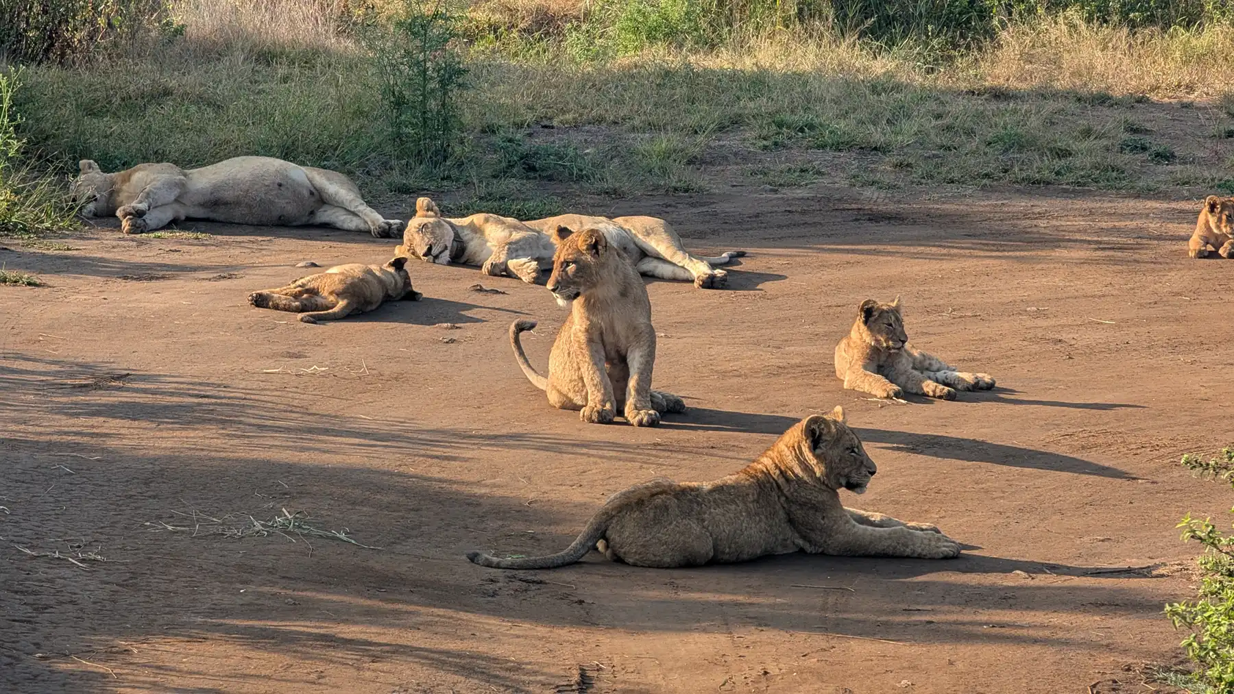 Pride of lions resting and playing with cubs on a road during an early morning safari in Kruger National Park, South Africa