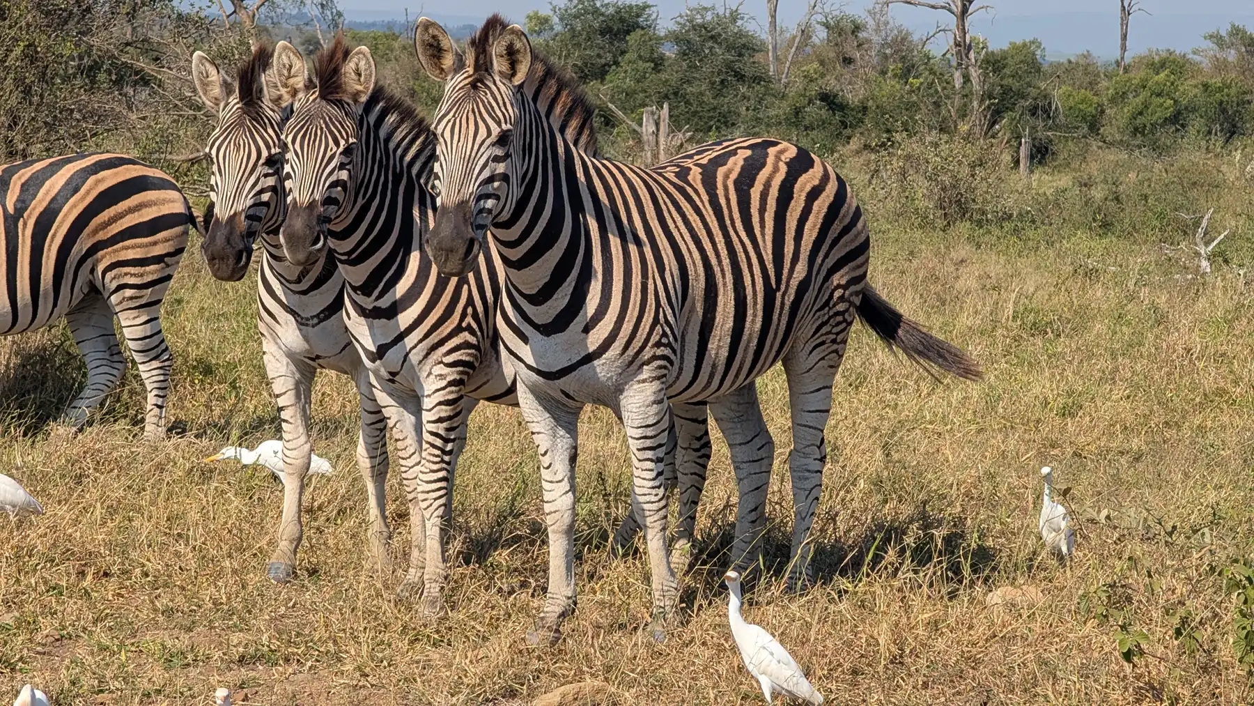 A small group of zebras standing beside a sandy road during an early morning safari in Kruger National Park, South Africa