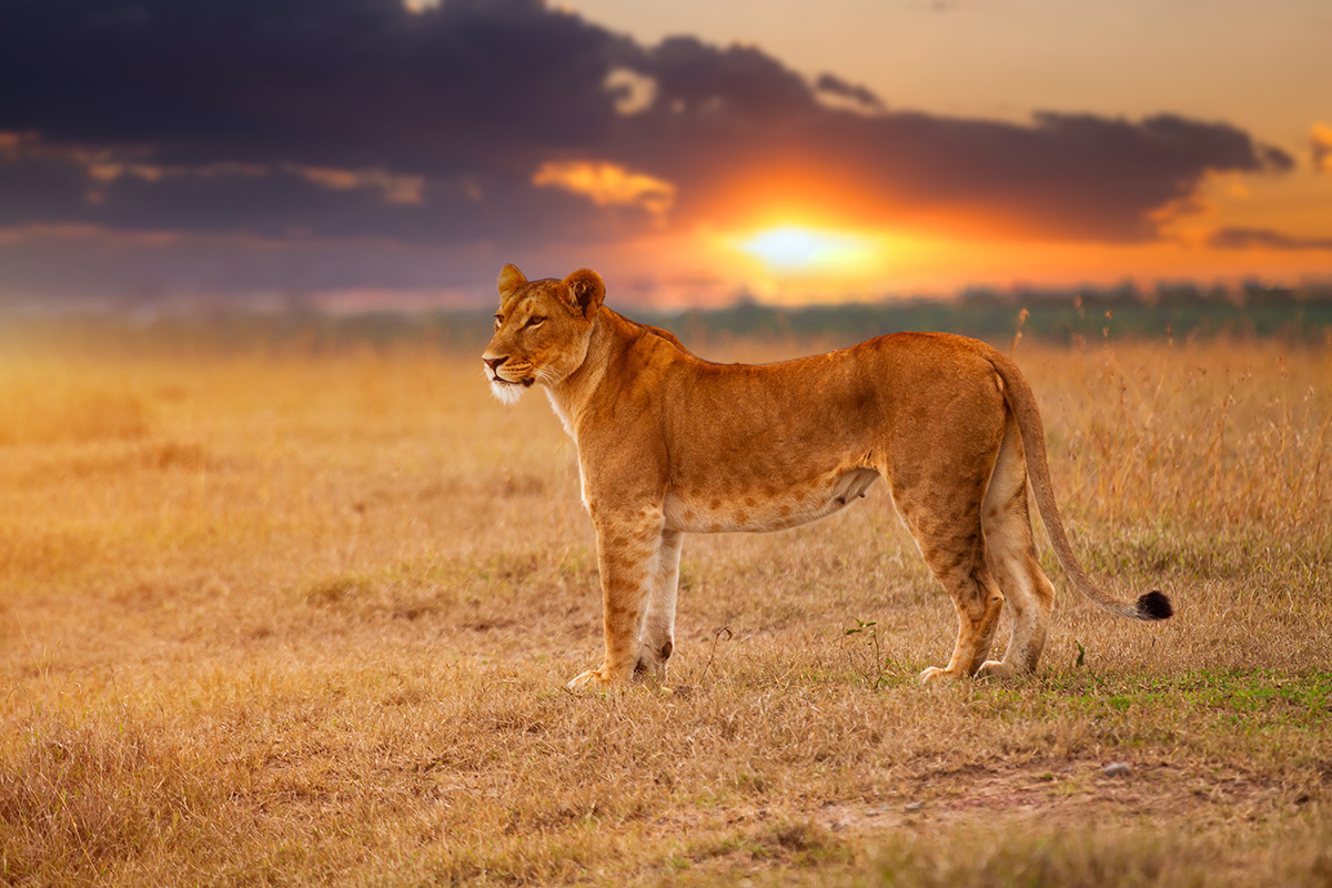 Lion at Sunset in the Kruger National Park