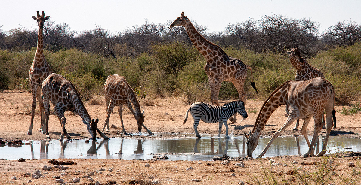 African Wildlife on Game Drive in the Kruger National Park
