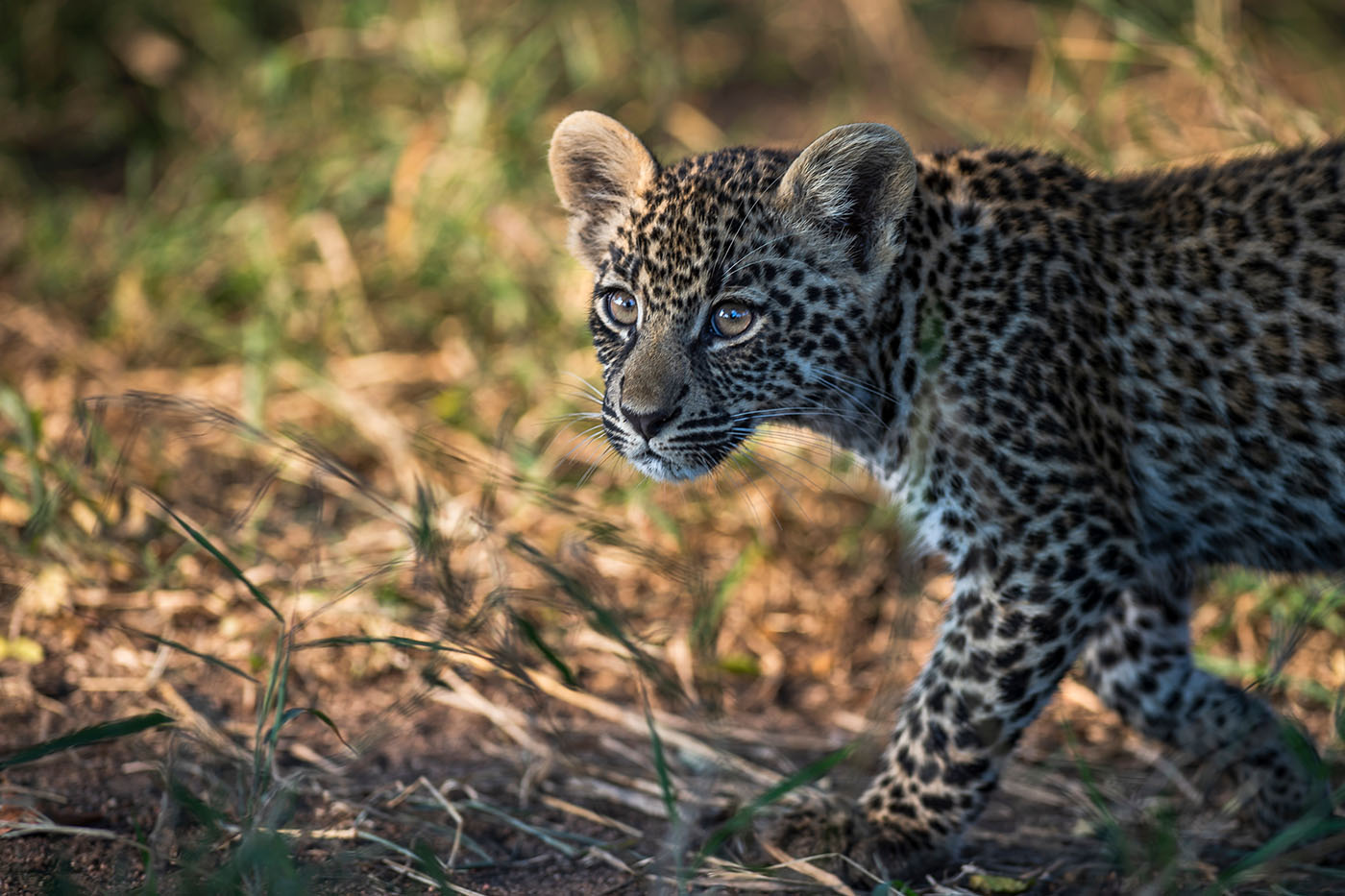 Leopard Cub