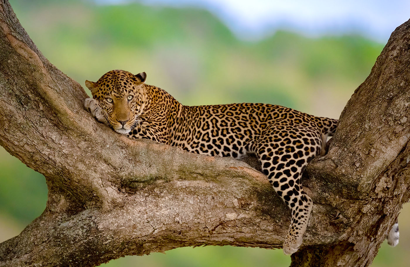 Leopard relaxing in the tree