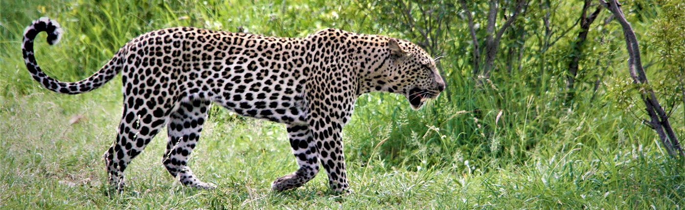 Leopard walking through the bush