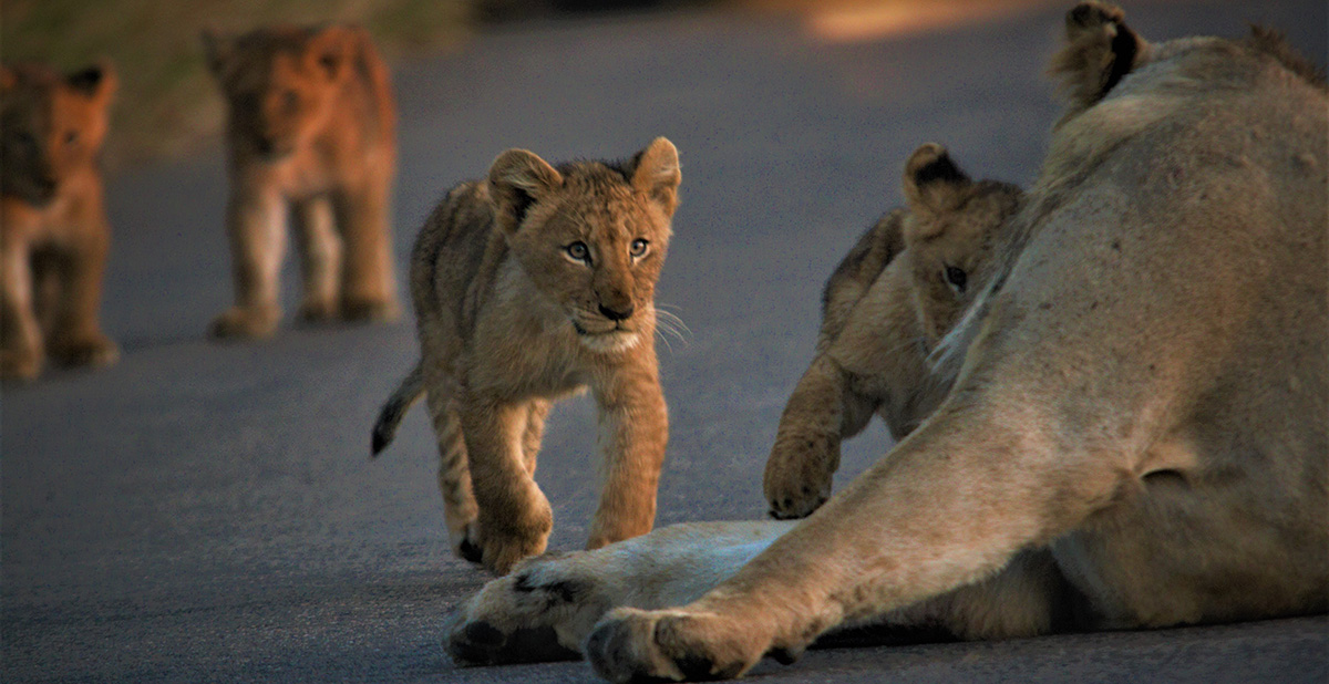Lions on the Road in Kruger Park