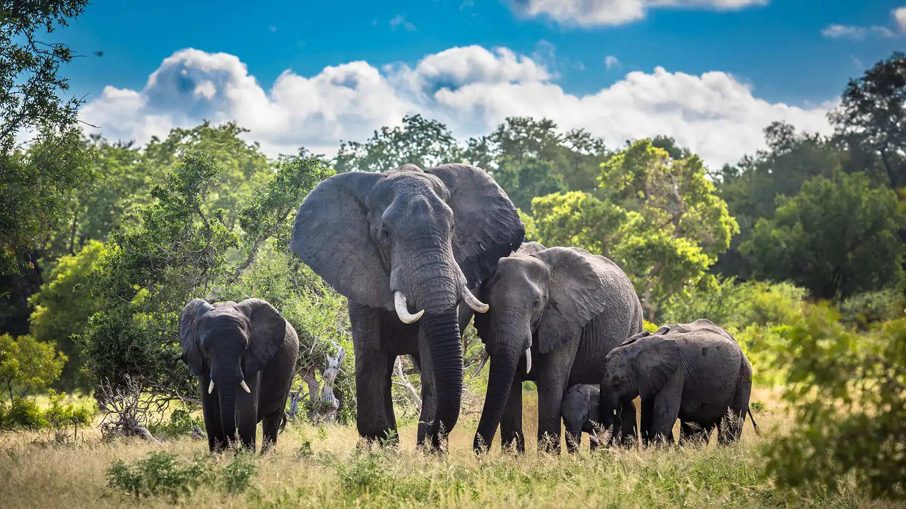 Elephants in the Kruger National Park