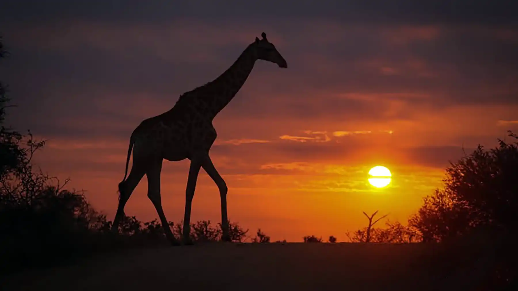 Giraff at Sunset in the Kruger Park