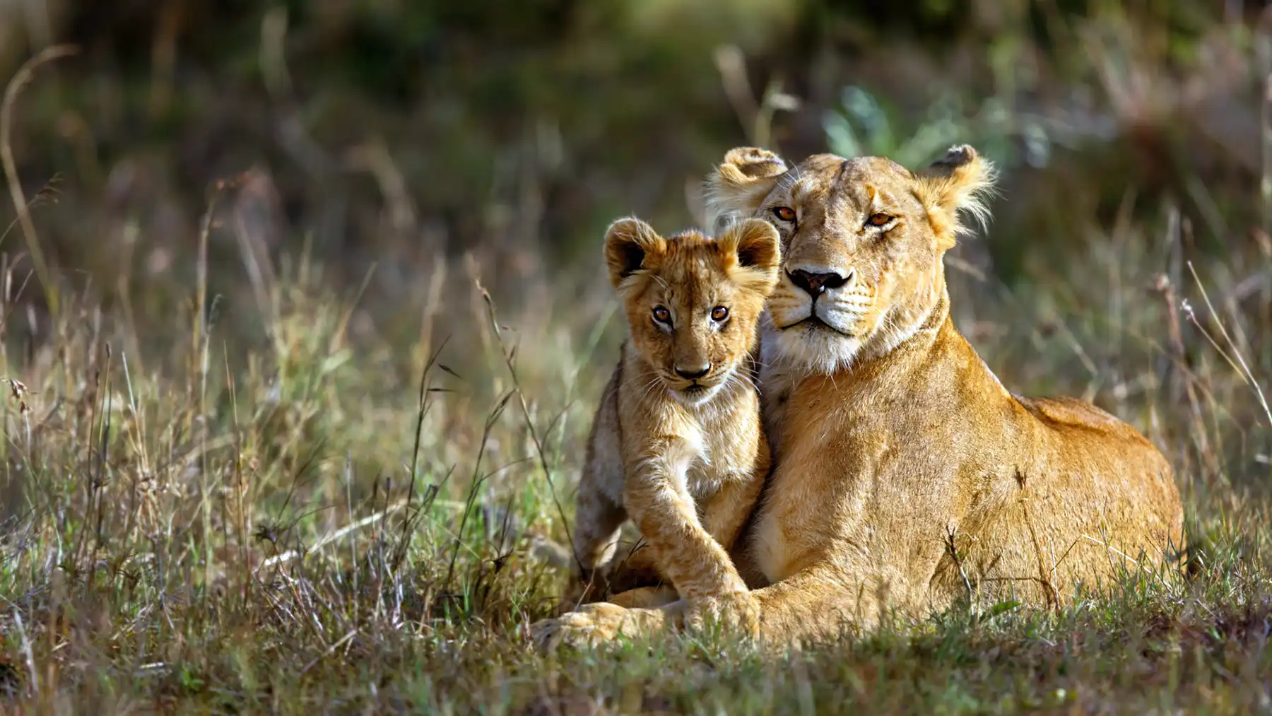 Lioness with Cub in the Kruger National Park