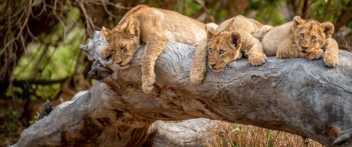 Lion Cubs in the Kruger National Park