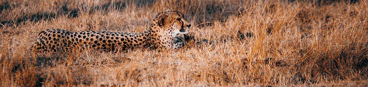 cheetah in the Kruger National Park, while on Camping Safari