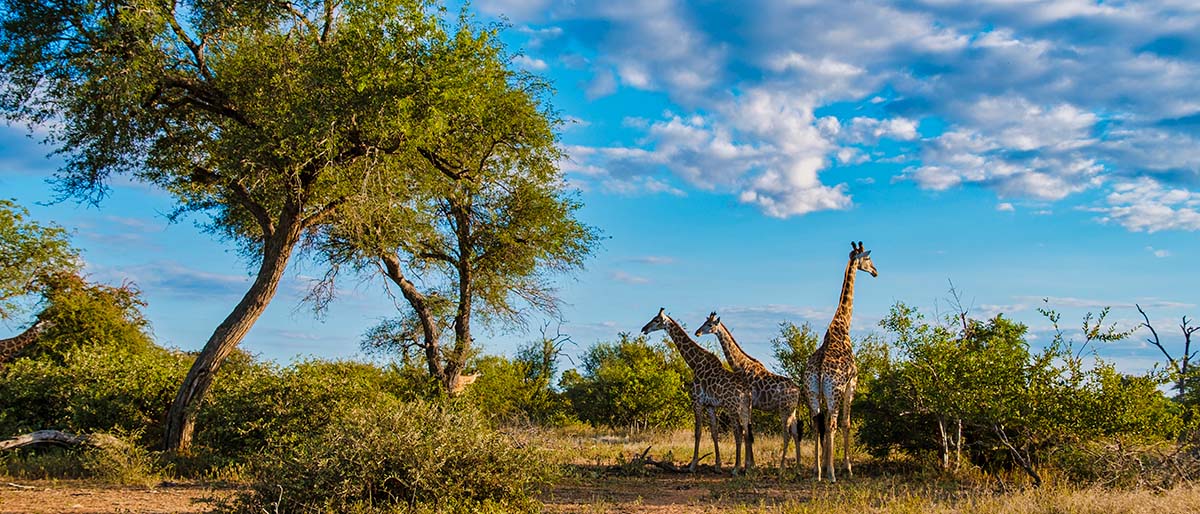 giraff in the Kruger National Park, while on Camping Safari