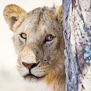 What Does Budget Really Mean When It Comes To Traveling On Safari - Blogartikel Kruger Park Hostel