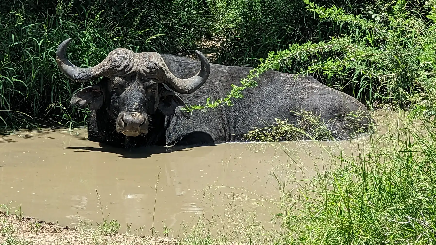Half-submerged in thick mud, a solitary buffalo lounges in the fading heat — a slow, powerful presence in the stillness of the African bush.