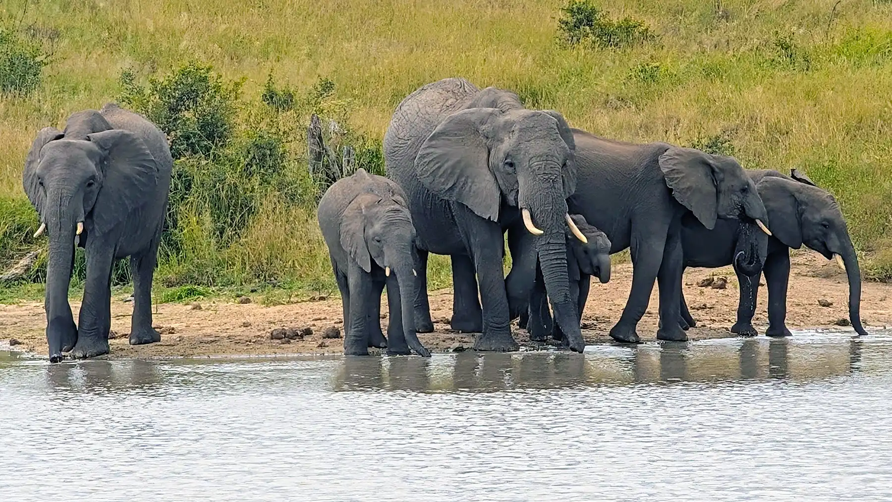 A small herd of elephants gathers quietly at a watering hole, trunks dipping into the cool water as the African bush slows down for a moment.