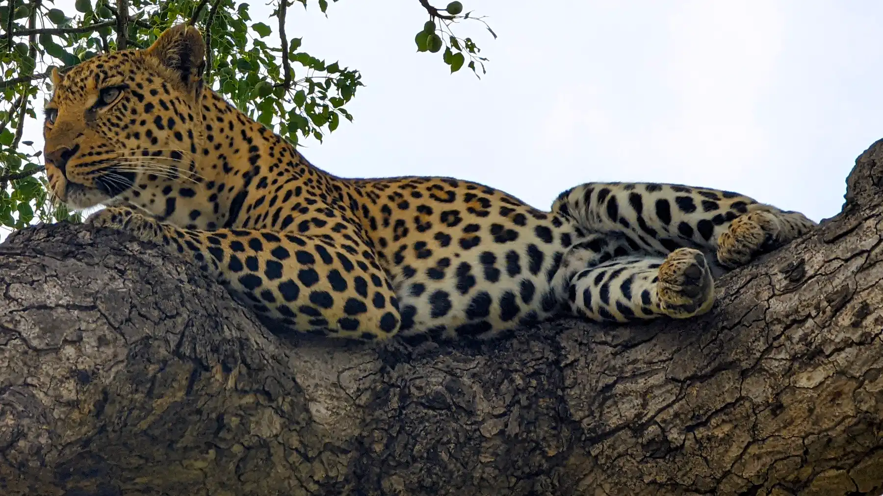 Perched in the tree, a lone leopard scans the horizon, unbothered and unhurried — a quiet king of the bush surveying its world.