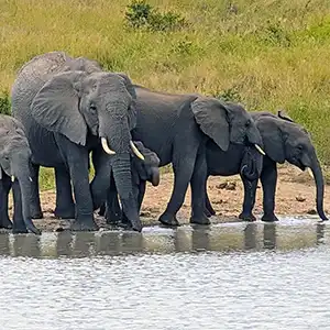 What An Ethical Safari Really Looks Like - Kruger Park Hostel blog article