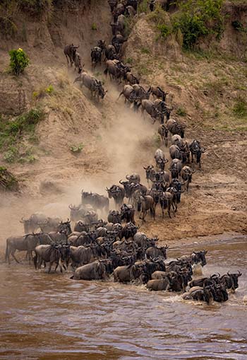 Masai Mara the annual Great Migration