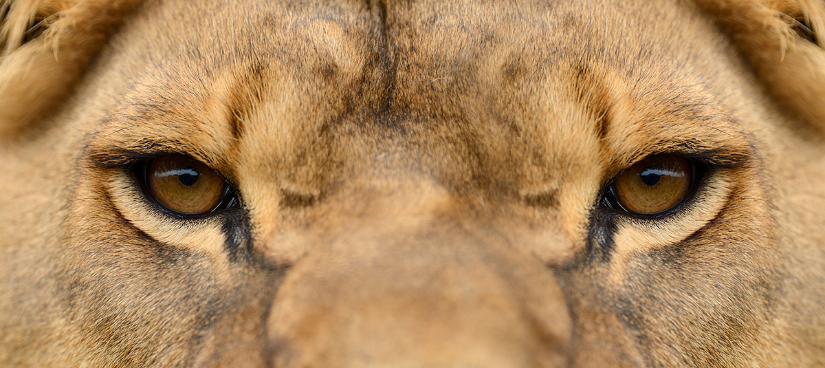 Lion in Gorongosa National Park