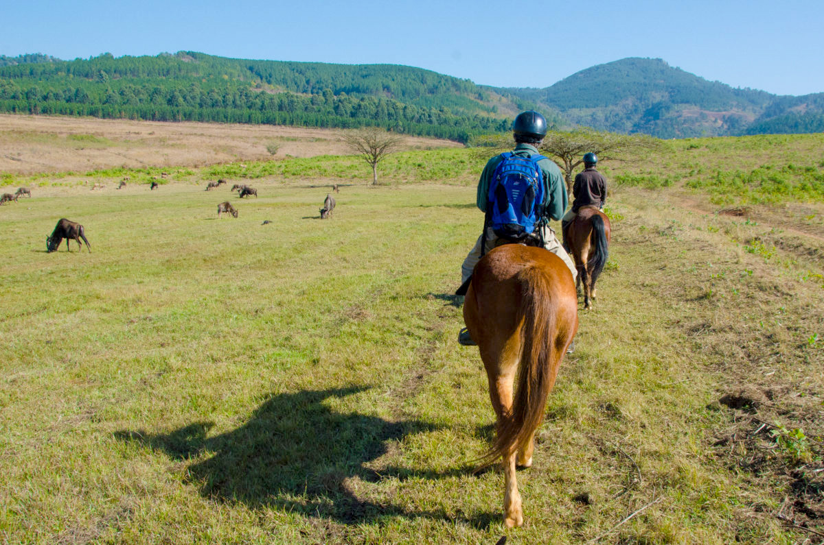 Horse Riding in eSwatini