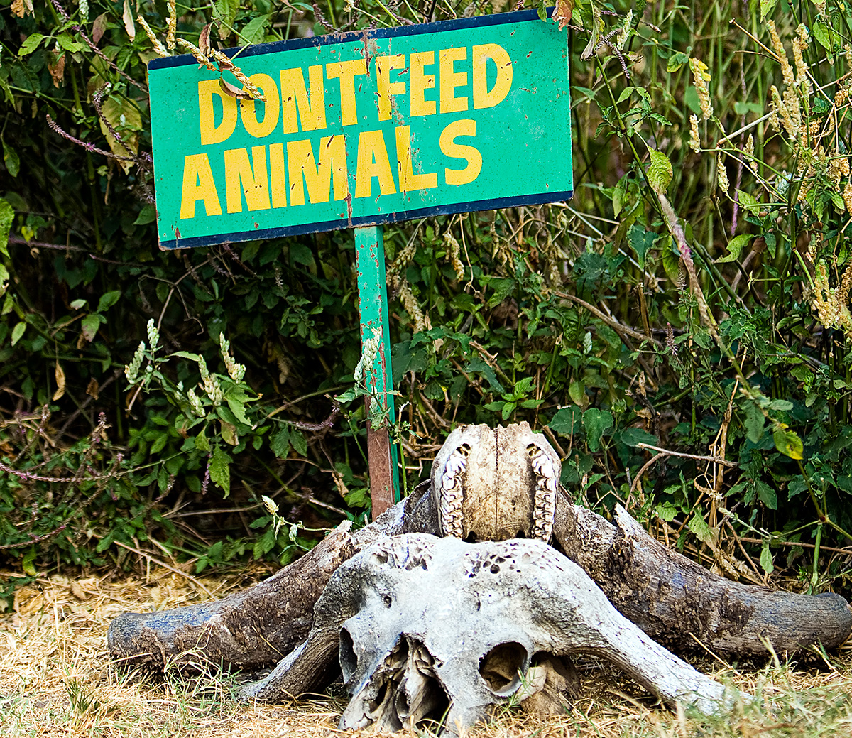Don't feed the Animals when on Safari in the Kruger Park