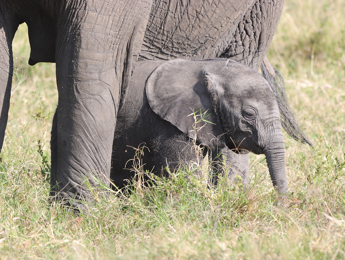 Elephant on Safari in the Kruger Park