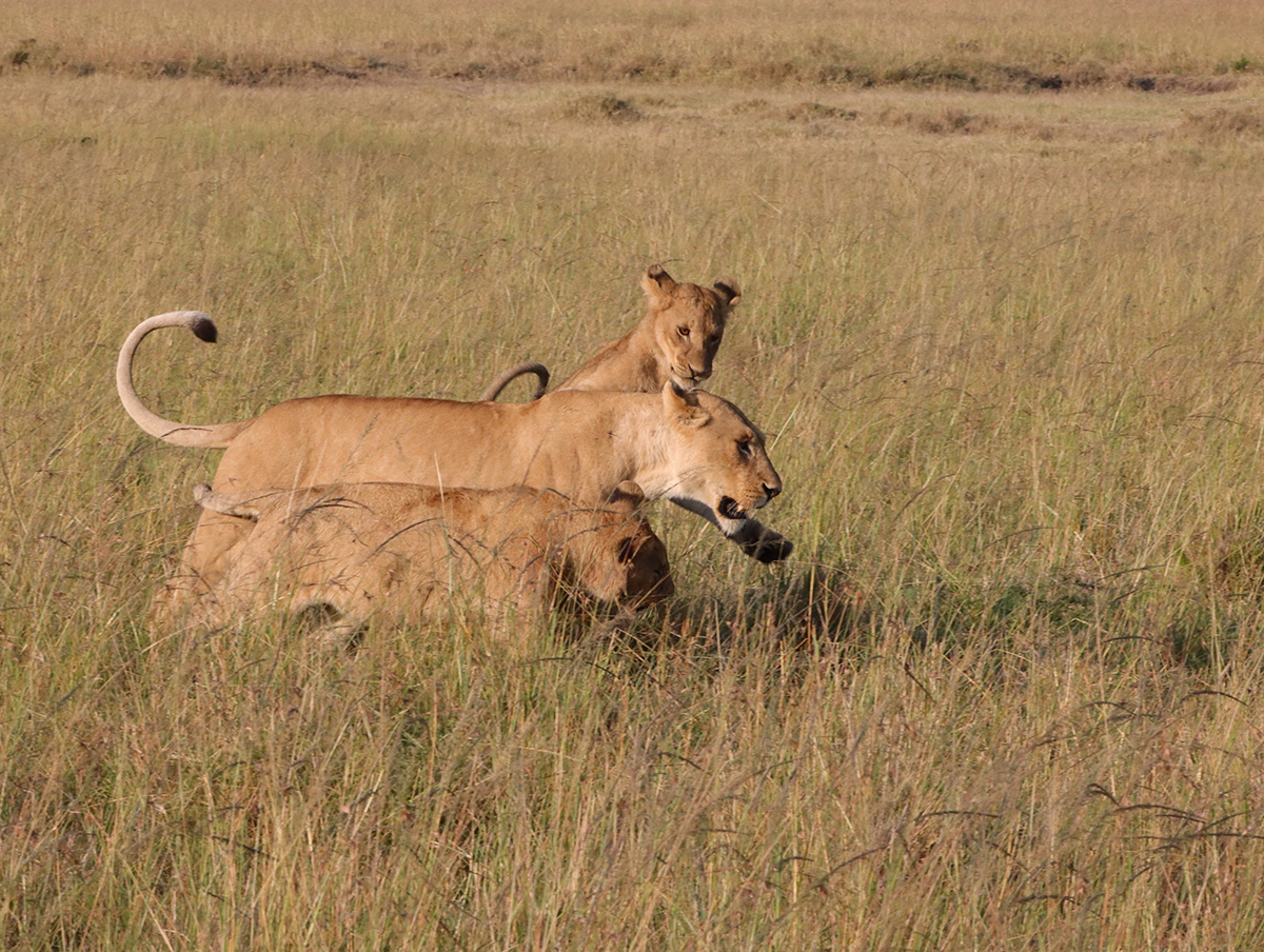 Lion and cubs on Safari in the kruger Park