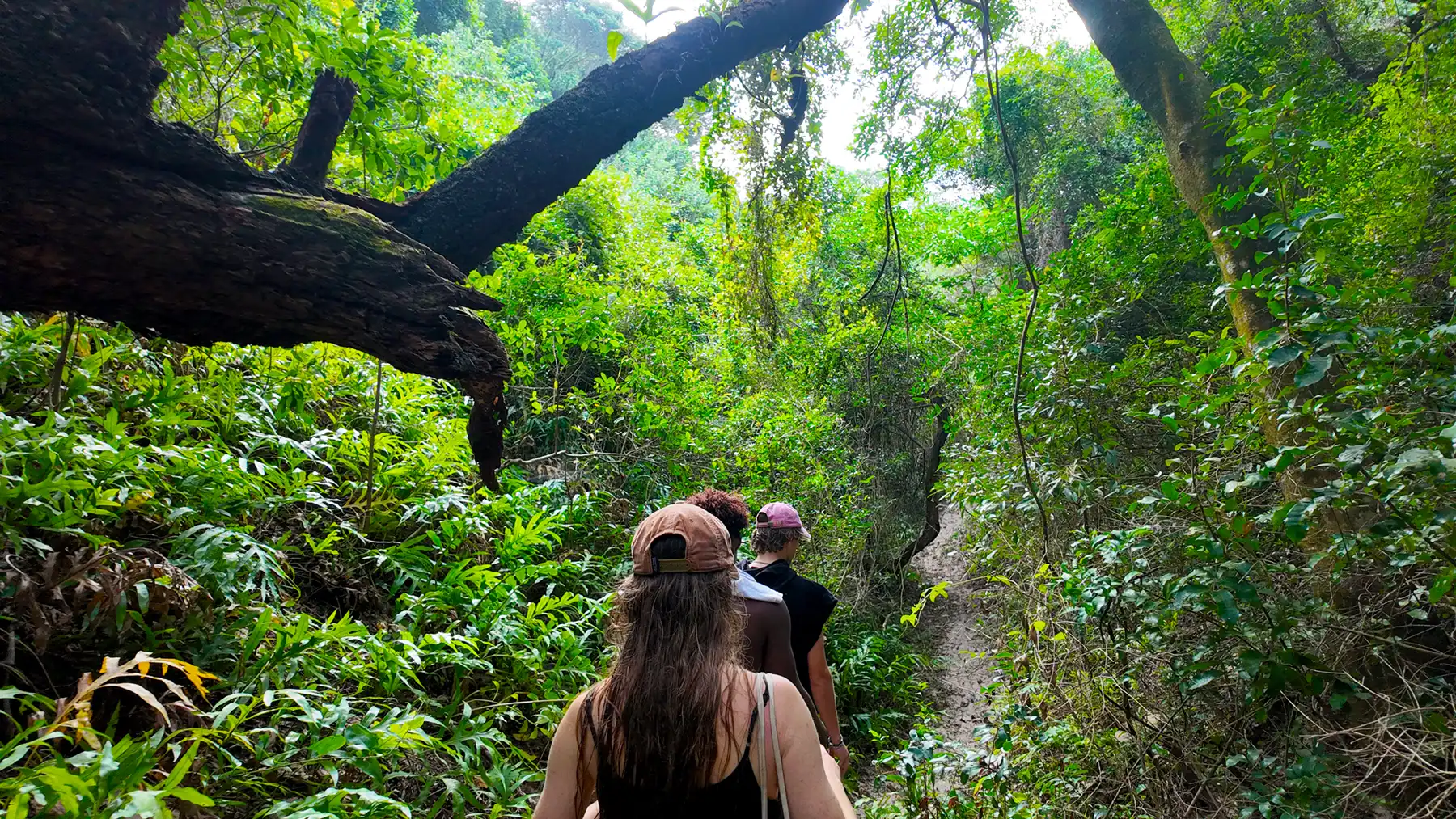 forrested path to the beach