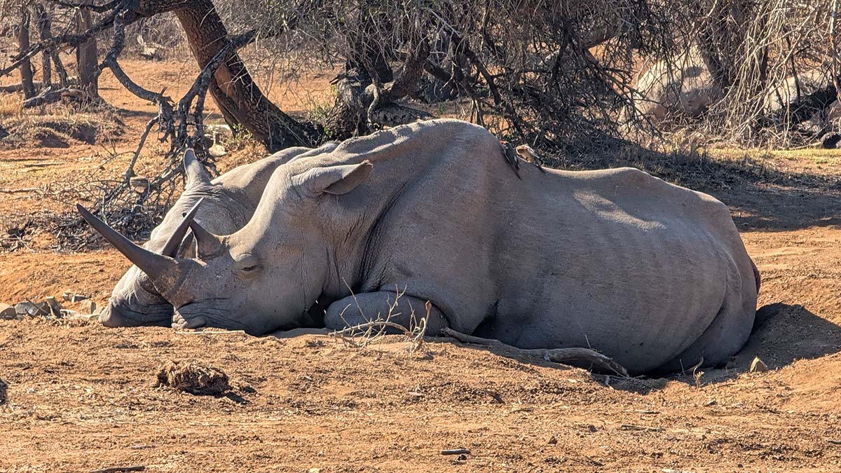 Royal Hlane National Park - Eswatini